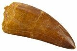 Serrated Carcharodontosaurus Tooth - Huge Dinosaur Tooth #336066-1